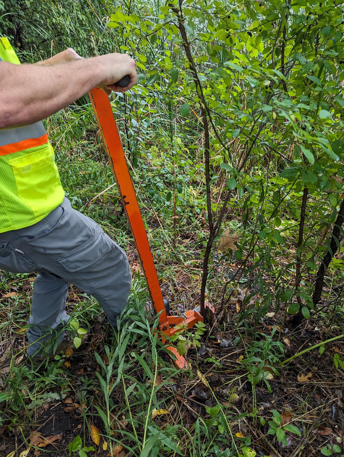 Buckthorn Removal Tool